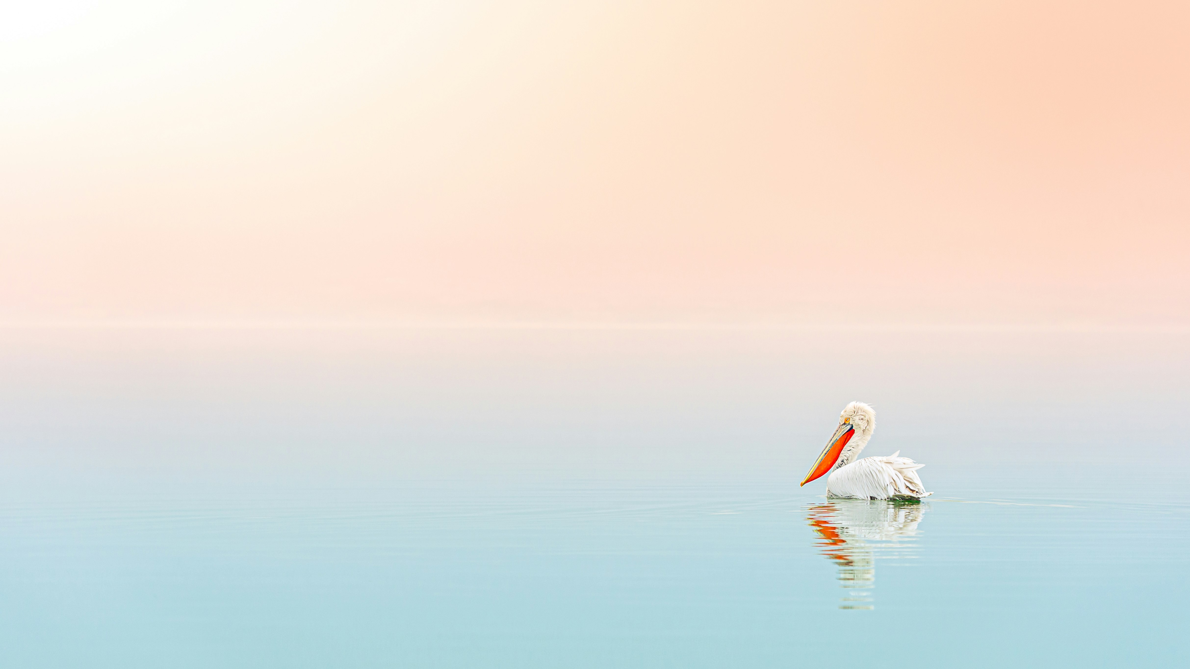 white pelican on body of water during daytime